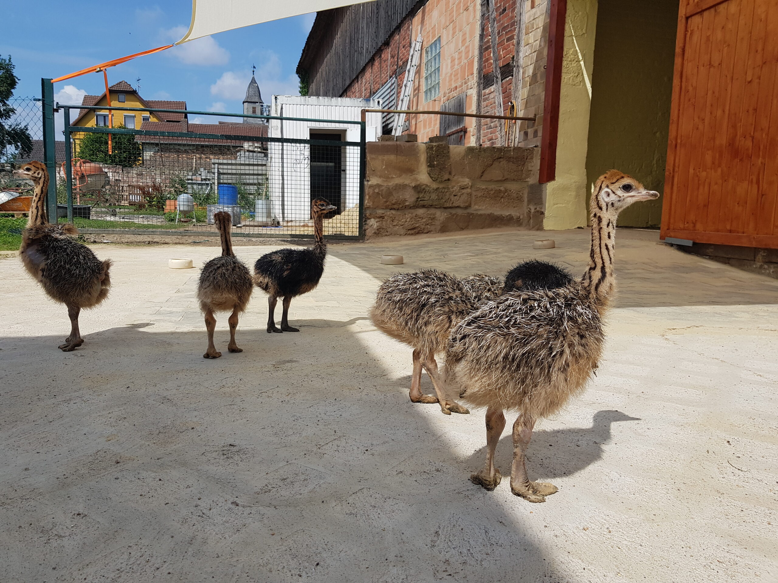 Einblicke in die Farm
