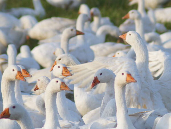 Gans_ml-1.jpg