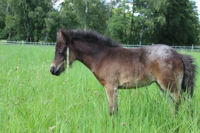 Dagmar_01